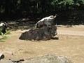 Zoo Cottbus 119